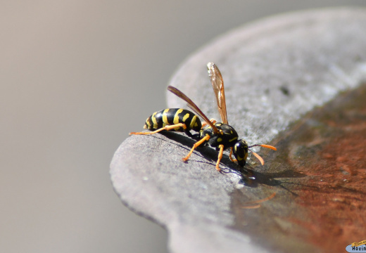 Macro