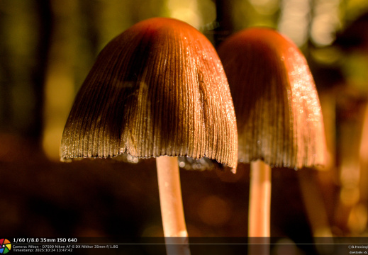 Paddenstoelen